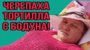 ЧЕРЕПАХА ТОРТИЛЛА С БОДУНА! АРХИВ. ОЛЬГА ИЗ ЗАУРАЛЬЯ. ОБЗОР.