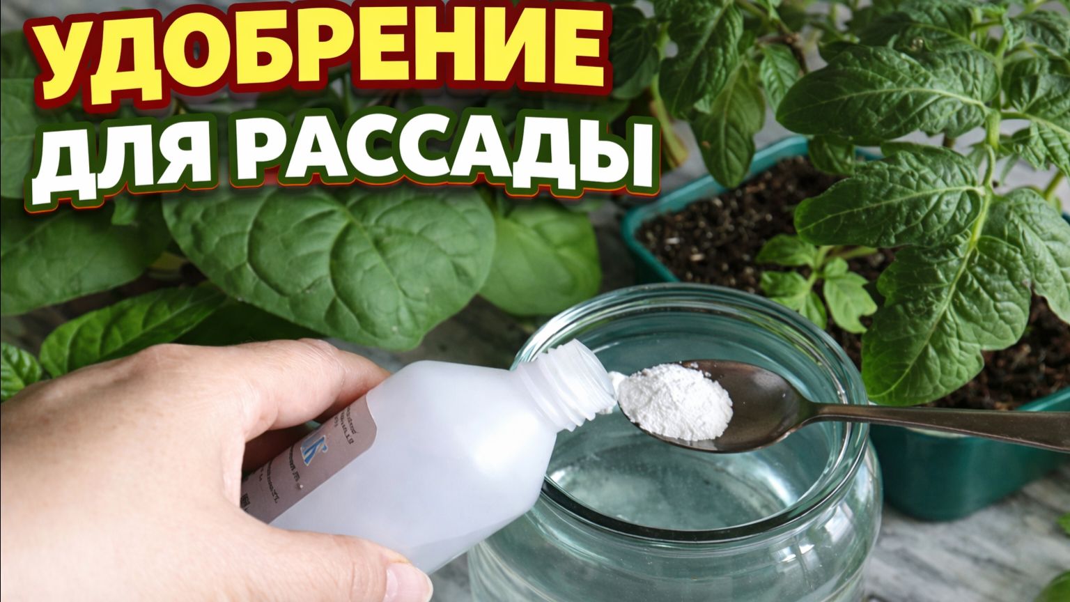 РАССАДА ХОРОШЕЕТ НА ГЛАЗАХ! НАРОДНАЯ ПОДКОРМКА РАССАДЫ ТОМАТОВ. Удобрение из АММИАКА И КИСЛОТЫ