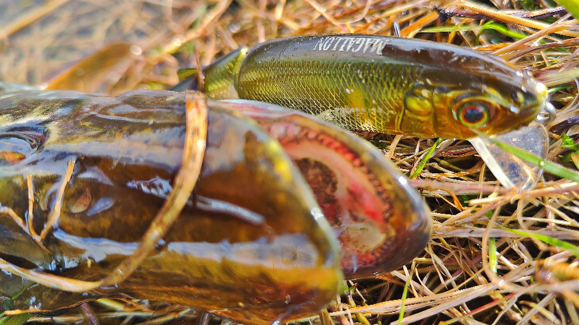 ЩУКА НЕ УСТОЯЛА ПЕРЕД ЭТИМ ВОБЛЕРОМ! ВОБЛЕР НА ЩУКУ ВЕСНОЙ! РЫБАЛКА НА СПИННИНГ ВЕСНОЙ!  ЩУКА 2026