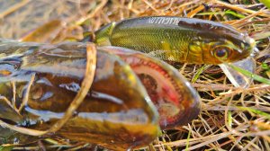 ЩУКА НЕ УСТОЯЛА ПЕРЕД ЭТИМ ВОБЛЕРОМ! ВОБЛЕР НА ЩУКУ ВЕСНОЙ! РЫБАЛКА НА СПИННИНГ ВЕСНОЙ!  ЩУКА 2026