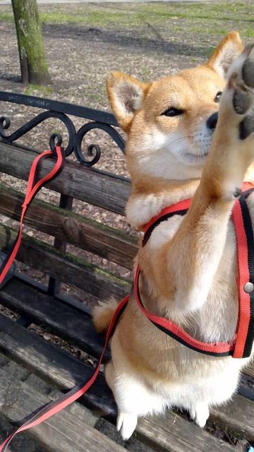 собака улыбака сиба приколы - учим сибу командам