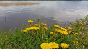 Душа болит, а сердце плачет