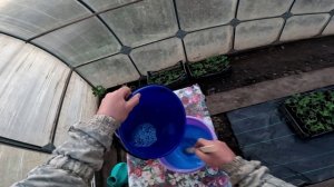 Готовлю бордоскую смесь и обробатываю ягоды