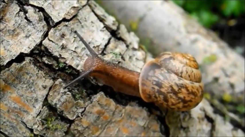Улитка ползёт по дереву