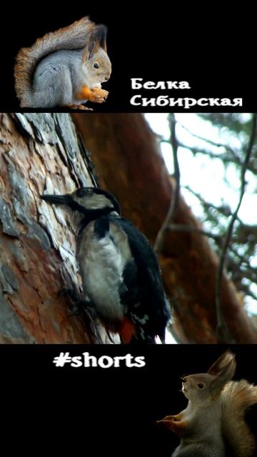 Дятел ест муравьев