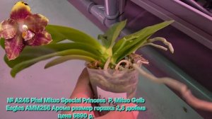 № А245 Phal Mituo Special Princess  P. Mituo Gelb Eagles AMM256 Арома размер горшка 2,5 дюйма