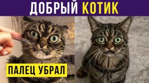 ДОБРЫЙ КОТИК) Приколы с котами