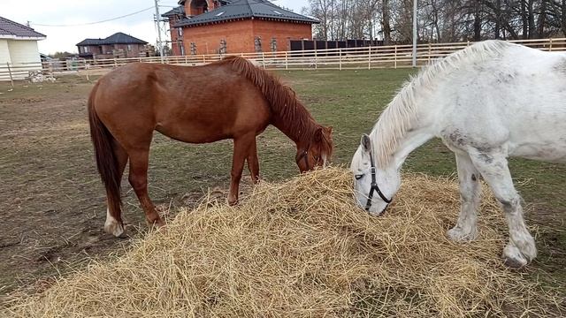 #жизнь_Аликорна 14.04.26