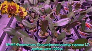 № М4 Фаленопсис Грандифлора размер горшка 1,7 дюйма