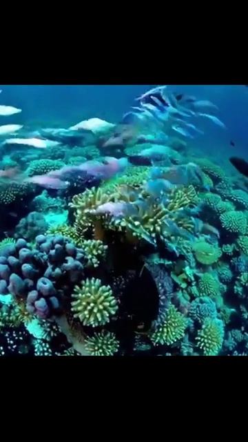 #короткие #культура #развлечения #видео #тренды #приключения