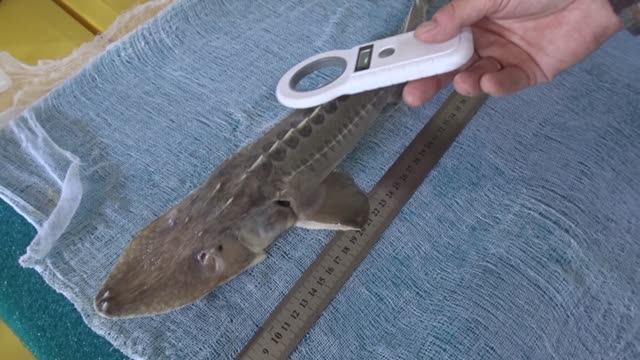 Examination Of P. Kaufmanni, Large Wide Snout (common) Form, #1345. Nukus Balyk Hatchery. 04.04.2026