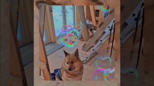 1000056135.mp4 (Собака наблюдает за устройством лестницы на 2-ой этаж в доме А-фрейм)