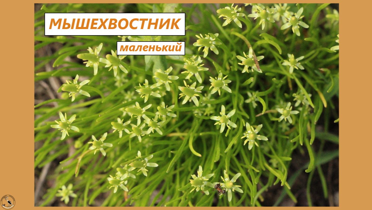 Двуликий Мышехвостник маленький - и эфемер, и однолетник