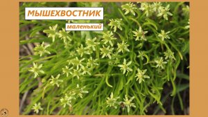 Двуликий Мышехвостник маленький - и эфемер, и однолетник