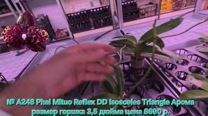№ А248 Phal Mituo Reflex DD Isosceles Triangle Арома размер горшка 3,5 дюйма