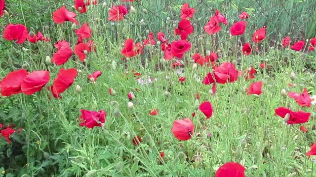 Когда сажать мак декоративный семенами весной