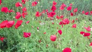 Когда сажать мак декоративный семенами весной