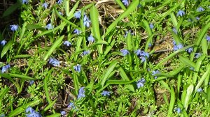 весна подснежники первые подснежники синие подснежники как выглядят подснежники