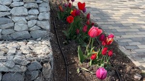 Ялта. Общественная территория на ул.Сеченова. Море. Тюльпаны. Вид на миллион! 13.04.26. Крым. Crimea