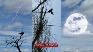Первый раз увидела такое...Сорока-Белобока. Красивый окрас. Живой звук