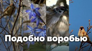 Подобно воробью | С любовью к русской природе