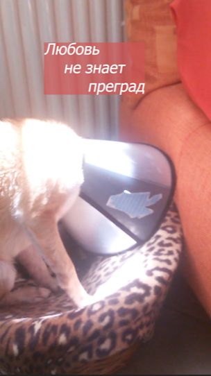 Любовь не имеет преград.#Shorts#siba Inu#siamcat