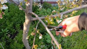 Эксклюзивный урок по обрезке вишен