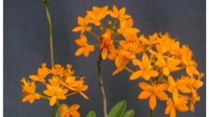 Орхидеи 🌺  Дела  цветочные  17.04.26 🪴🎋🩷