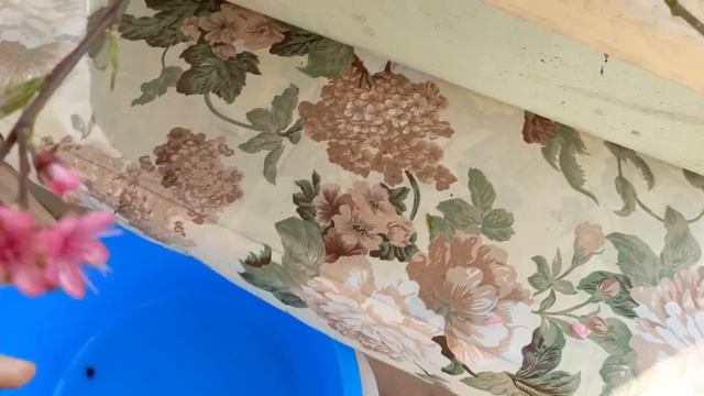 Цветки персика Подготовка к сушке