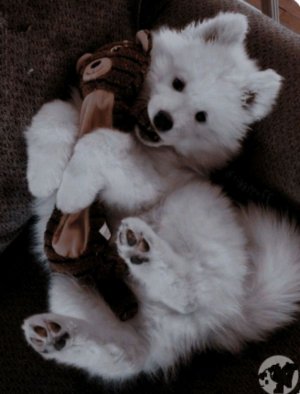 трансляция