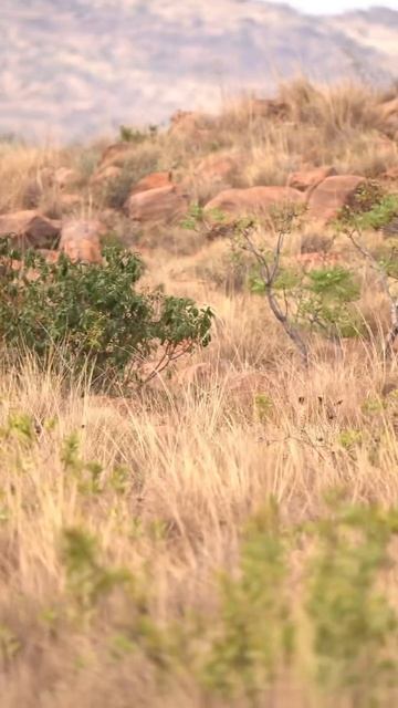 Мать троих детей, самка гепарда, поймала новорожденного красного оленя