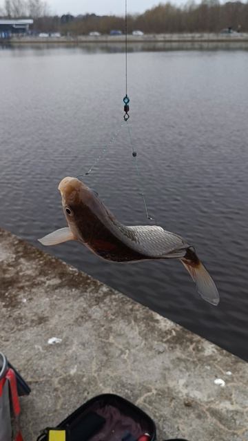 первый карась на херабуну