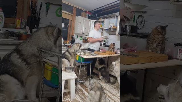 #хаски опять в эфире