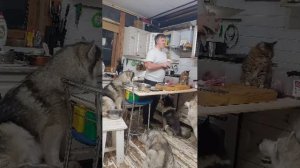 #хаски опять в эфире