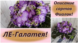 Описание сортов Фиалок! ЛЕ-Галатея!