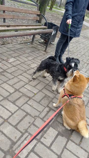 собака улыбака - встреча с Элвисом