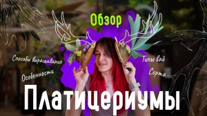 ПЛАТИЦЕРИУМ (оленьи рога): обзор моих платицериумов, строение и секреты ухода» 🌿🦌