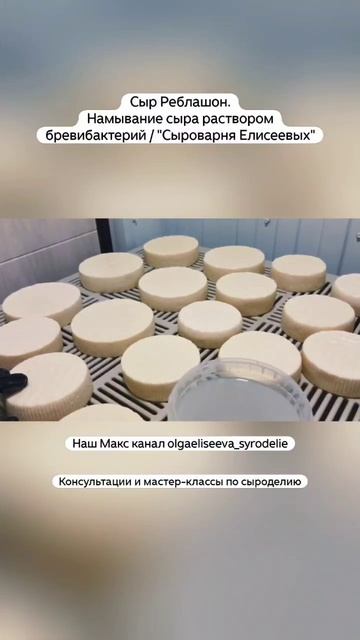 Сыр Реблашон. Намывание сыра раствором бревибактерий / 