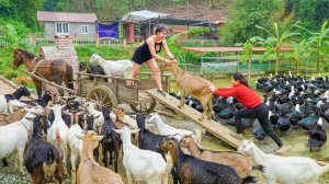 Забираем коз, кур и гусей с ферм. И отправляемся на деревенский рынок, на продажу. Ли Тиеу Тоан.