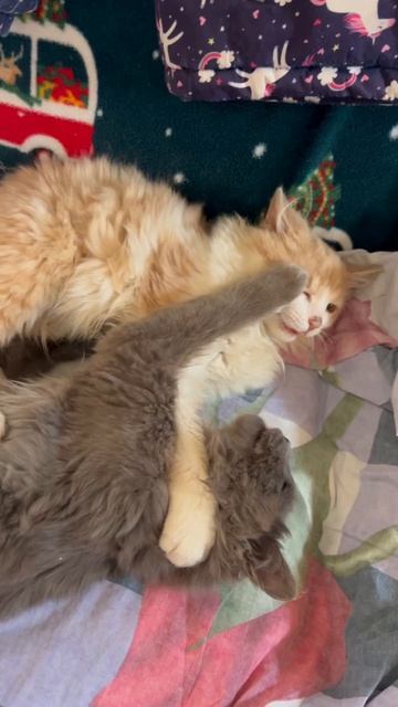 Прилетел новый привет из Мариуполя от Барсика и  Персика.🥳💖🥳