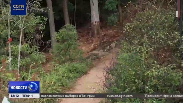 В Шэньчжэне экологичные инженерные решения помогают сохранять естественную среду обитания животных