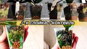 3-х слойные посадки + коктейль - Какой результат через месяц !