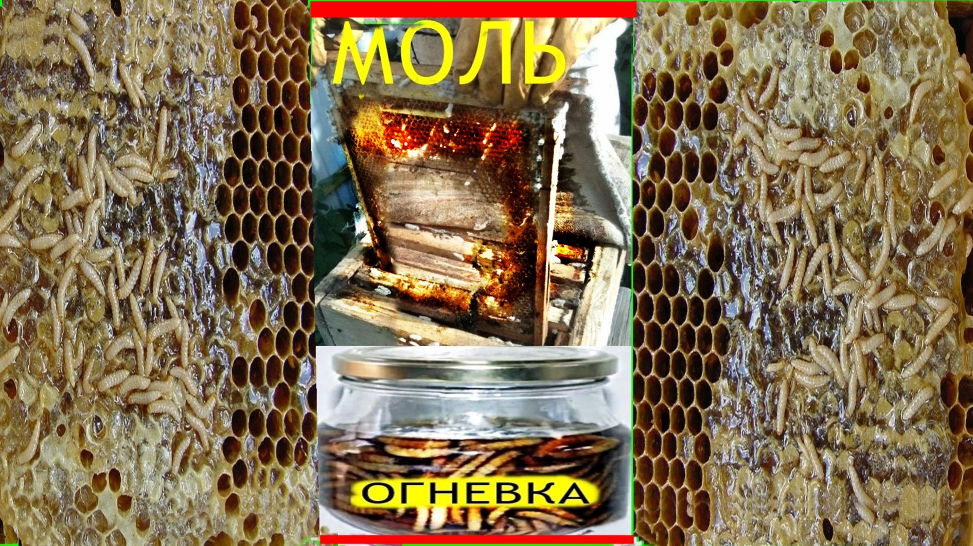 Пчелы.Моли -НЕТ .100%.Но есть и польза 🐝🐝...