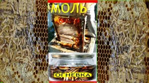 Пчелы.Моли -НЕТ .100%.Но есть и польза 🐝🐝...