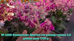 № А209 Фаленопсис Sparrow cat размер горшка 2,5 дюйма