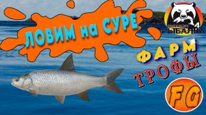 Точки клева на Суре. Русская рыбалка 4. р. Сура. Жерех, Берш,  Толстолобик, Сазан. Russian Fishing 4