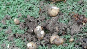 КАРАУЛ! Нашествие улиток! Что с ними делать? Обзор огорода и погоды 15 апреля 2026 года.