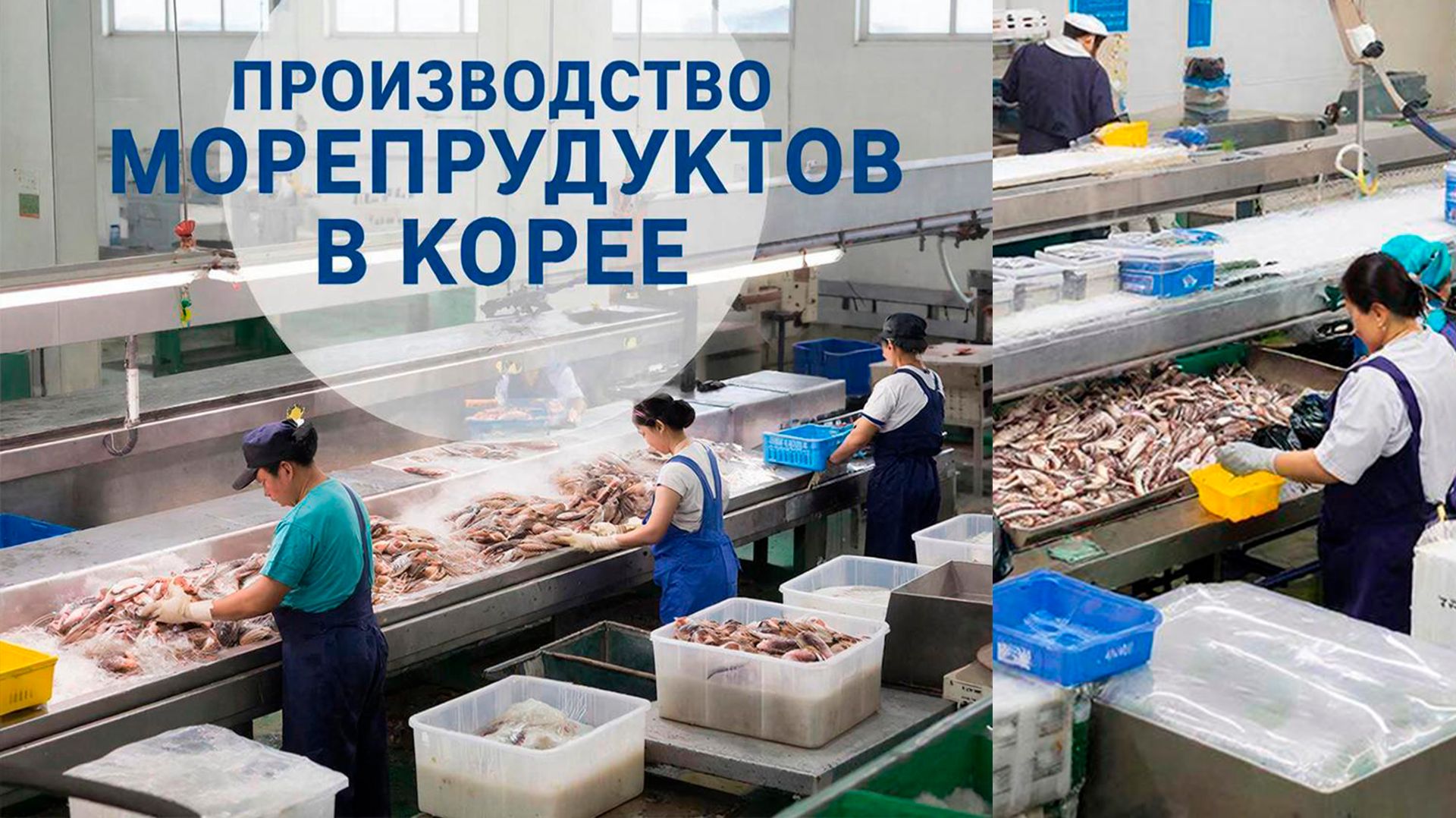 🐟 5 лучших процессов разведения рыбы и производства морепродуктов в Корее: от фермы до стола
