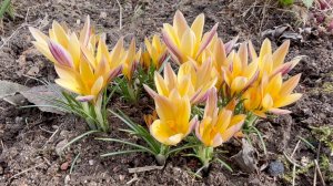 Апрель в Саду 12 апреля 2026