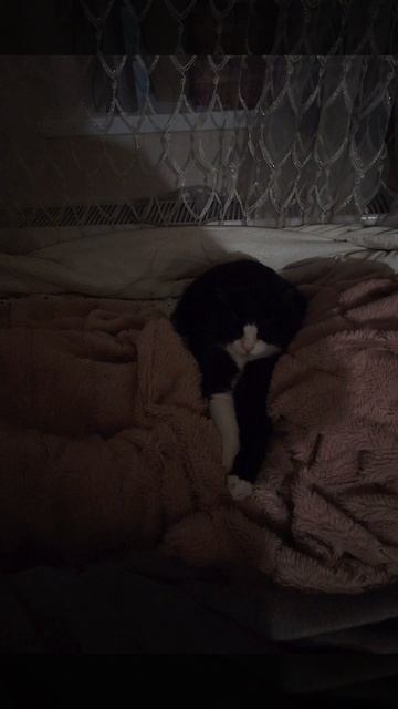 Баксик отдыхает